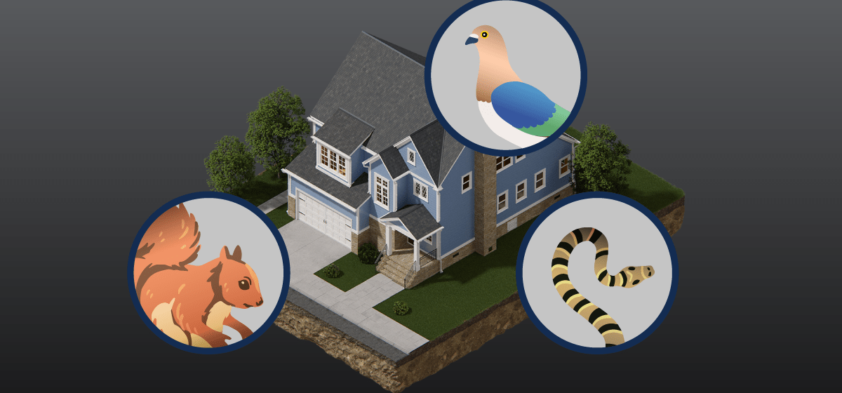 Which Animals Cause the Most Damage to Your Home? - Groundworks