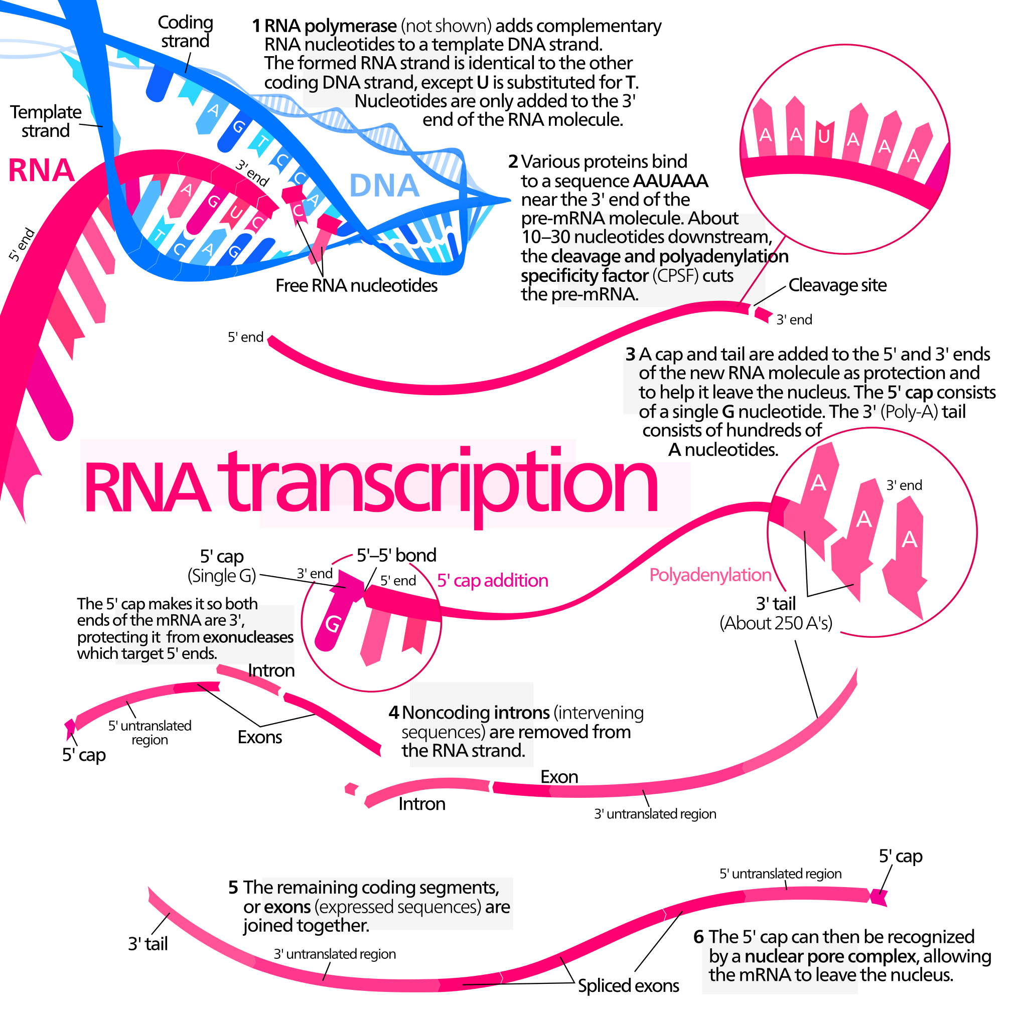 File:MRNA.svg - Wikimedia Commons